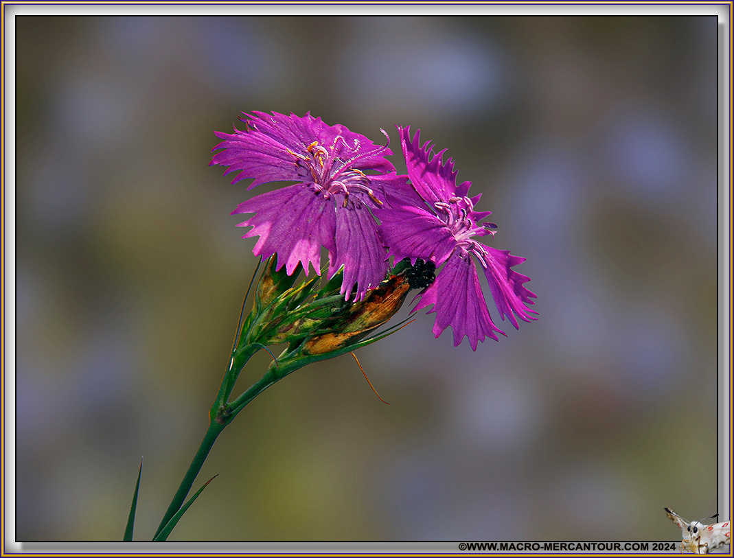 Oeillets